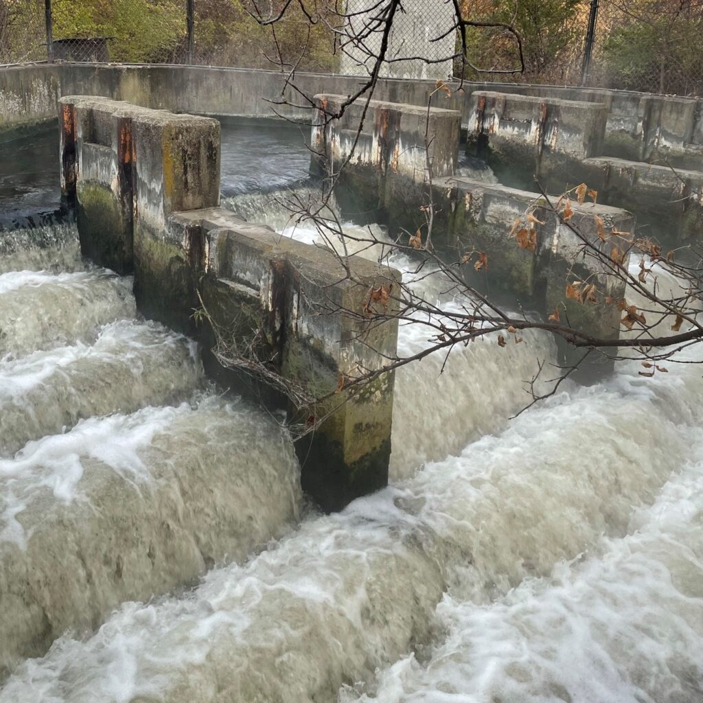 The outfall of effluent at Badfish Creek.