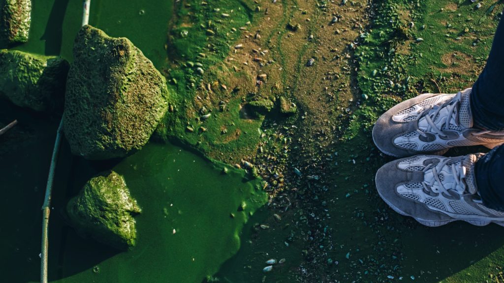 A woman in tennis shoes stands on the edge of an algae infested river, lake or waterway impacted by phosphorus pollution.