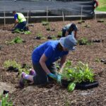 Pollinator Garden Planting District