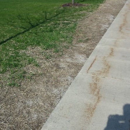 Salt Damage Lawns