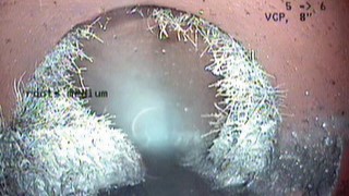 Root intrusions from trees or shrubs into a private sewer lateral.