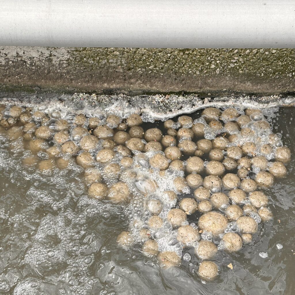 A collection of grease balls, or FOG, in the primary tanks.