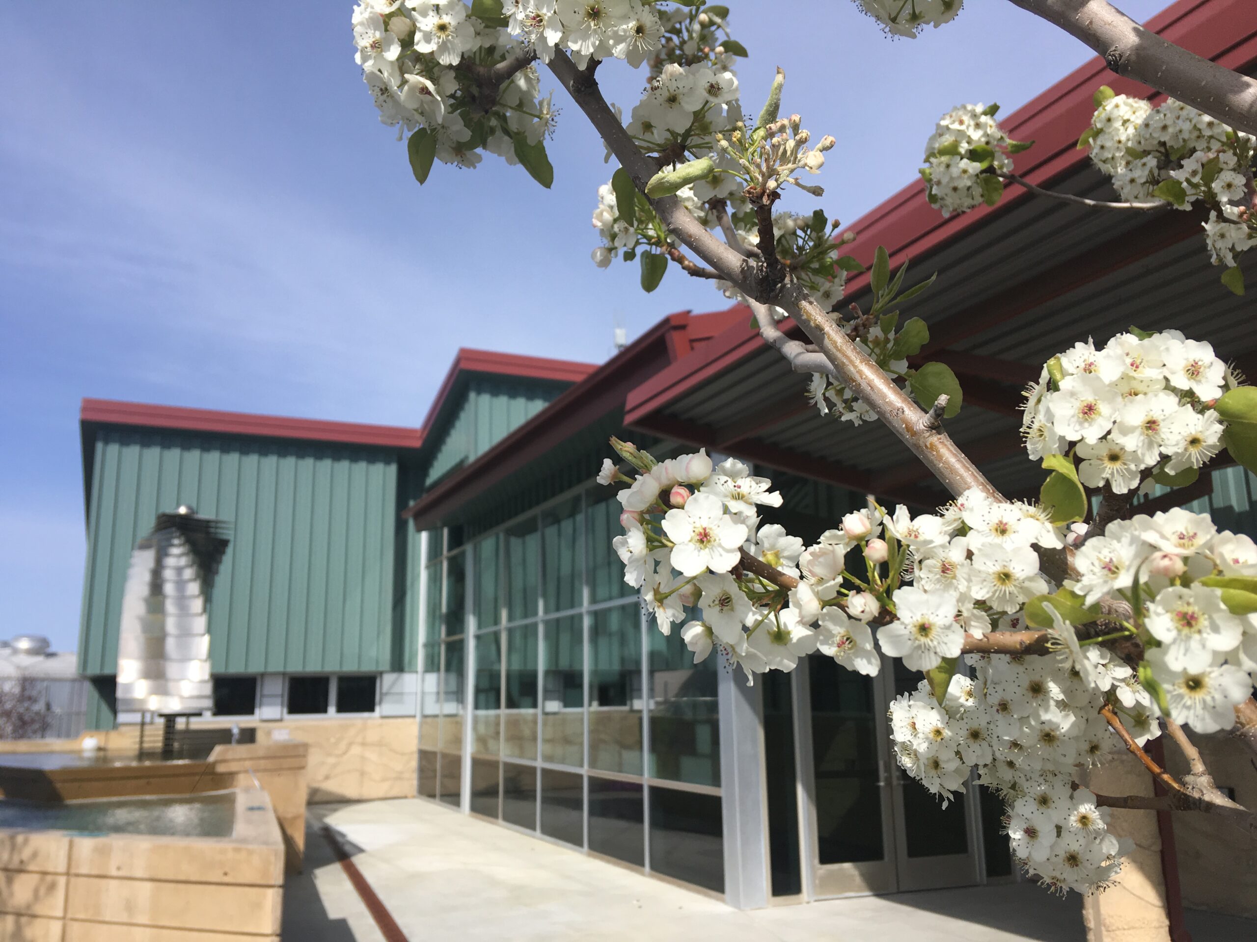 Blossoms on a tree and an exterior of a building.
